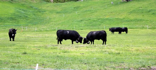 Walliser Kühe