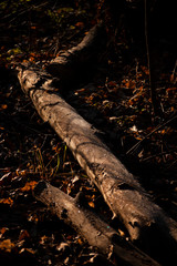 fallen tree with frost on it
