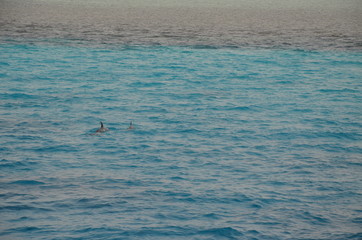 Египет. Хургада. Красное море. Дельфины