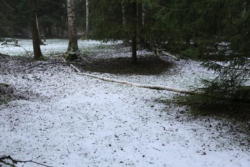 Moss or lichen on the trunk and roots of spruce lies under the crown of the tree without snow, and around the tree the first snow