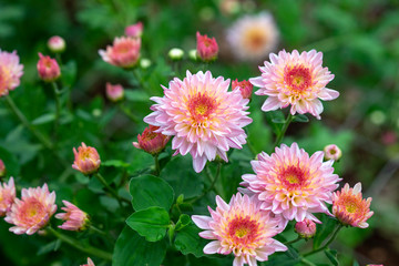 Beautiful chrysanthemum flower in garden