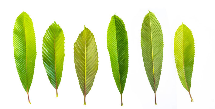 Close-up Elephant apple leaves on white isolated ,Dillenia indica or chalta, green leaves has medicinal properties.