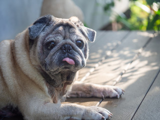 An old pug dog Lying on the balcony of the house