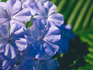 Fototapeta na wymiar Plumbago auriculata Lam. , widely known as Plumbago Capensis. Other common names: Cape Plumbago, Cape Leadwort, and Blue Plumbago. Tropical, evergreen, flowering shrub