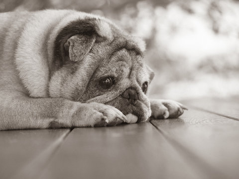 An old pug dog Lying on the balcony of the house, Sad face dog,, Sepia picture