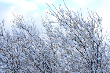 white snow lying on tree branches in winter