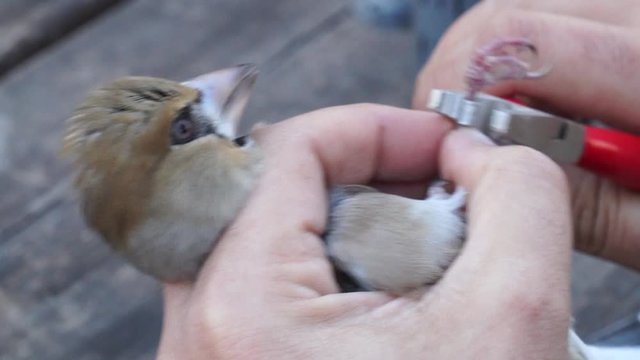 Bird banding procedure of securing a ring with pliers, closeup