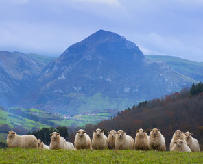 Fototapeta premium Sheep grazing in a meadow with Mount Txindoki in the background, Gipuzkoa, Euskadi