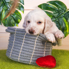 English setter puppy with flowers on green background