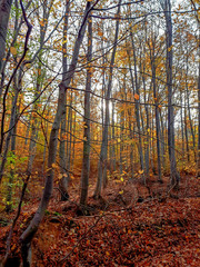 Autumn leaves in the forest 