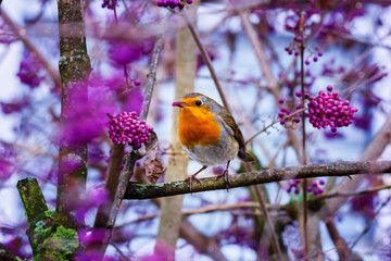 European robin (Erithacus rubecula) or robin redbreast and Callicarpa (  beautyberry Callicarpa Lamiaceae )  purple berries , close up. Bird on the tree with puple berries