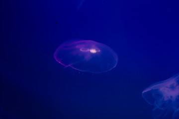 Naklejka na ściany i meble Transparent moon jellyfish close-up on a blue background with lighting