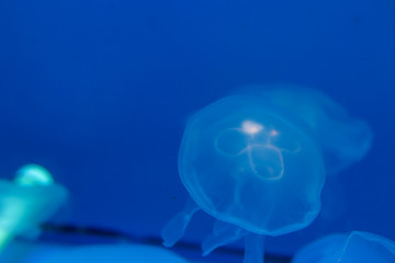 Transparent jellyfish on a background with blue backlight. Jelly with lighting. Life in the ocean, unusual and exotic tourism. Diving and travel, copy space