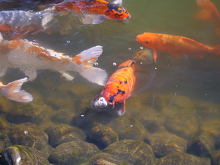 ニシキゴイ, 魚, 水, いけ, 金魚, 赤, 鯉, オレンジ, 泳ぐこと, 水中の, 日本