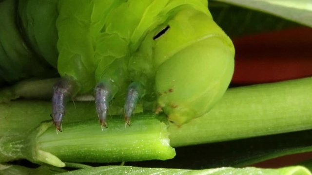 Oleander Hawk Moth Caterpillar (Daphnis nerii, Sphingidae), eat leaves of a plant.