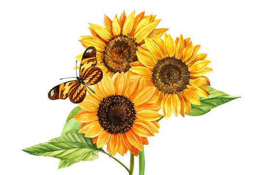 Watercolor bouquet of sunflowers and butterfly, hand drawn floral illustration isolated on white background. Perfect for wedding,invitation,template card.