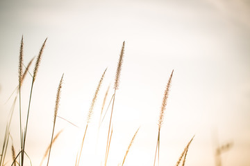 Fototapeta premium grass flower/grass/grass flower background in nature.golden of grass flower on sunrise in countryside.soft and blur style for background