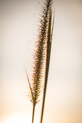 grass flower/grass/grass flower background in nature.golden of grass flower on sunrise in countryside.soft and blur style for background