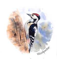 Watercolor drawing woodpecker sitting on the tree in the colorful circle