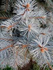 Naklejka na ściany i meble Branches of blue spruce closeup in autumn