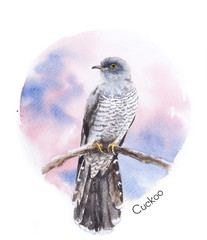 Watercolor painting Cuckoo bird sitting on the branch in the colorful circle