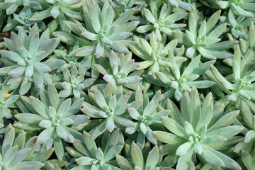 Fototapeta na wymiar Close-up cactus, succulent, green plants background.
