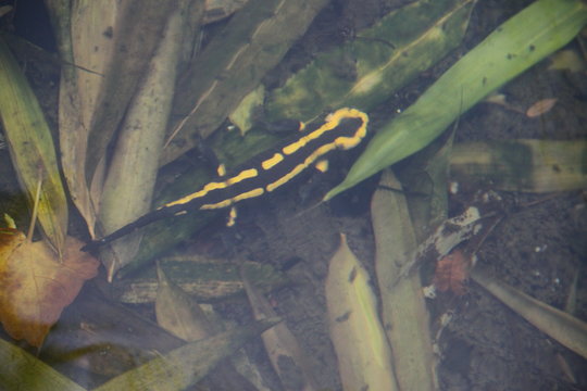 Salamandre