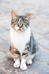 Green-eyed Homeless cat staring into the camera. Portrait, copy space