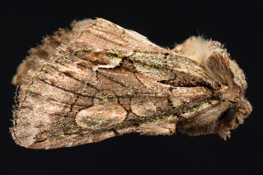  Wei&szlig;dorneule Allophyes oxyacanthae