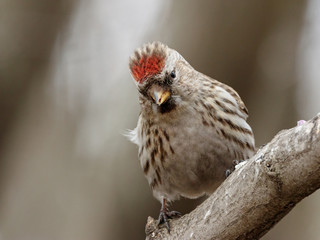 Common redpoll acanthis flammea female sitting on branch of bush. Cute northern little songbird. Bird in wildlife.
