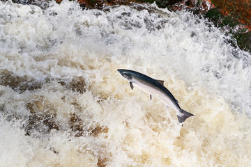 large wild atlantic salmon leaping on water
