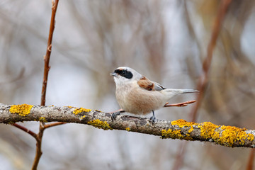 Eurasian penduline tit Remiz pendulinus sitting on branch of tree in early spring and singing. Cute litte songbird in wildlife.