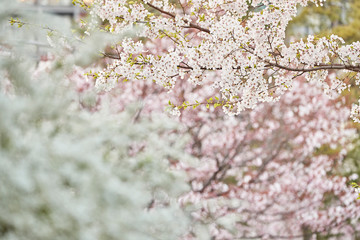 sakura
