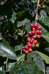 Coffee Cherries - 306899512