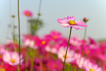 side view multi-color beautiful daisy or Cosmos bipinnata Cav © Freer