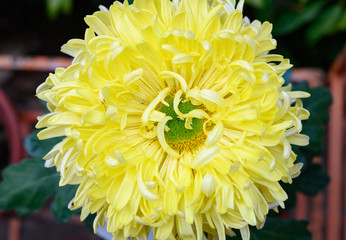 Obraz premium close up on the central of a yellow chrysanthemum flower