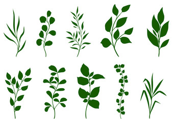 Set of sprigs with green leaves.