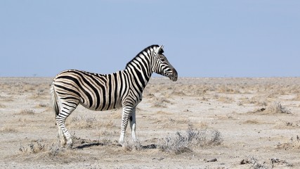 Obraz na płótnie Canvas Zebra 1 Etosha