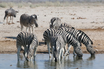 Fototapeta na wymiar Zebra 3 Etosha