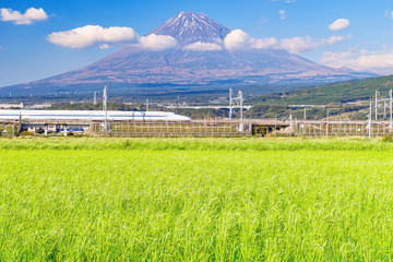 Rice fields in the countryside, with the Fuji fire in the background at Shizuoka, Japan