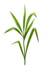 Illustration of sprig with green leaves.