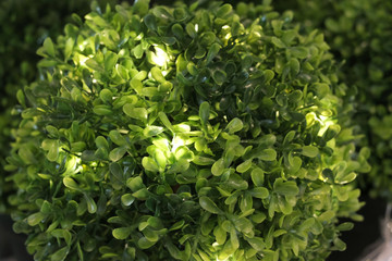 Green ornamental plants for Christmas