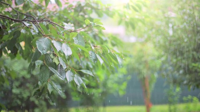 Slow Motion: Tree branches during rain in summer with water drops falling from leaves with a blurred tree and grass in the background. Slight Pan
