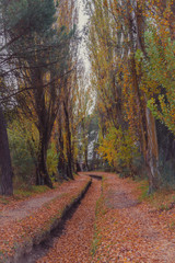 fantástico paisaje del bosque en otoño 