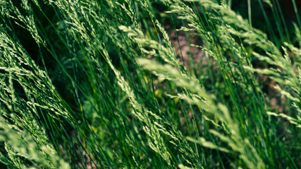 Natural background of fresh growing grass. Selective focus