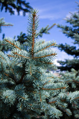 Fluffy growing blue fir with succulent branches against blue sky