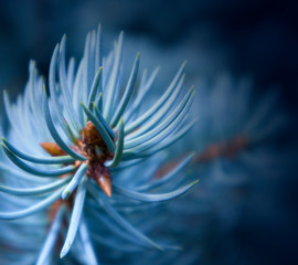Fototapeta na wymiar Top of fluffy growing succulent branch of a blue fir