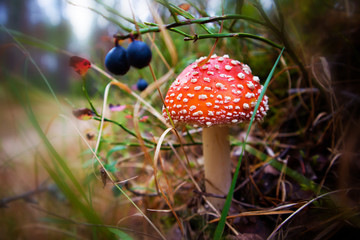 Red with white speckles poisonous mushroom amanita muscaria growing in the grass on slightly blurred background