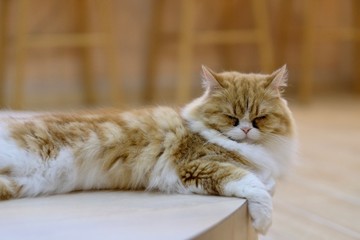 close up one white yellow High Land Scottish cat lying on floor. Blur wooden chairs background