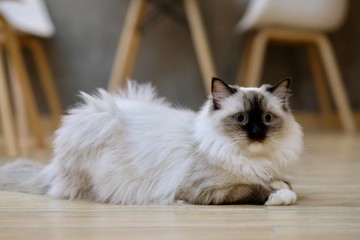 Close up one black white ragdoll cat lying on floor, looking at camera. Blurred chairs and indoor...